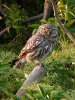 Little Owl at Paglesham Churchend (Steve Arlow) (148985 bytes)